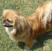 В Брезник разследват убийство на пекинез