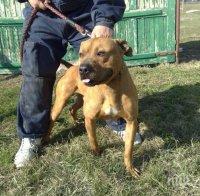 Снаха и свекър са жертвите на озверелия питбул в Завет