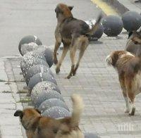 Глутница обезумели кучета нападна жена в Рилци