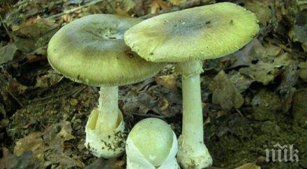 годишен издъхна натравяне зелена мухоморка