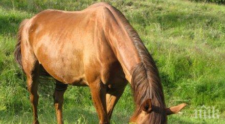 пребитата припаднала глад кобила осиновена