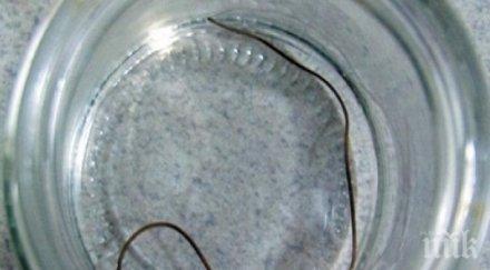 елегантен червей превръща всички жени манекенки