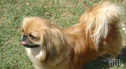 брезник разследват убийство пекинез