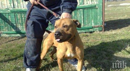 снаха свекър жертвите озверелия питбул завет