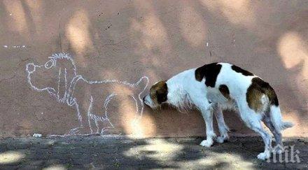 кастрират бездомни кучета котки казанлък