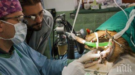 зъболекар прегледа мечките белица
