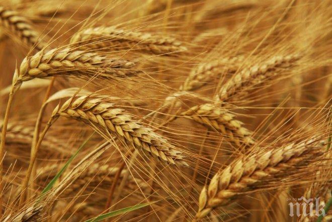 Над 300 декара с пшеница са засети в област Кюстендил