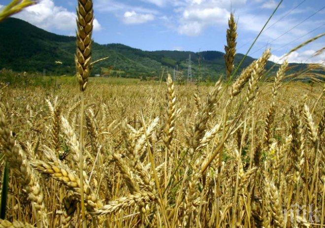 Цената на пшеницата отново тръгна надолу