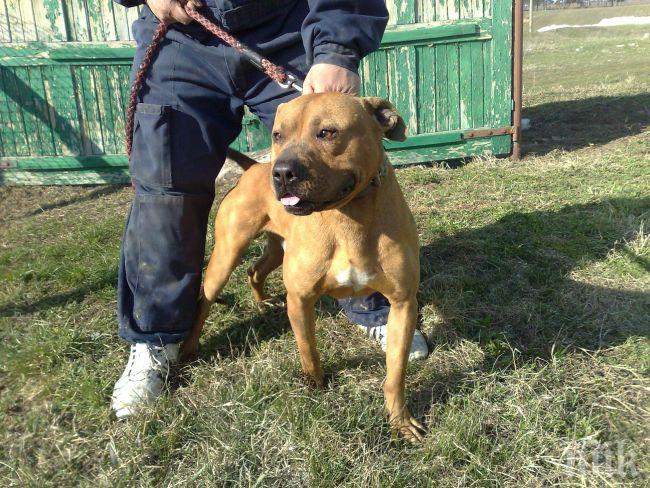 Снаха и свекър са жертвите на озверелия питбул в Завет