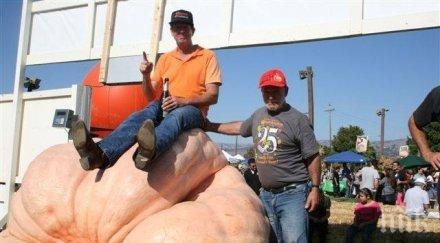 фермер отгледа 805 килограмова тиква