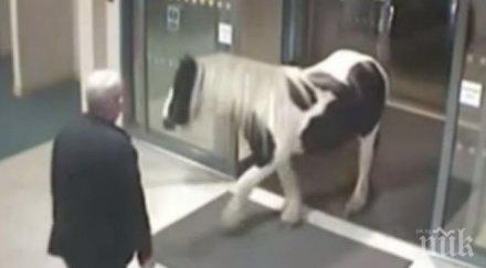 пони беглец реши предаде полицията видео