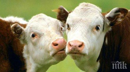 иновация ломско крави произвеждат ток