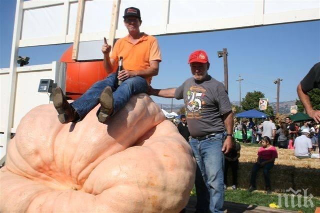 Фермер отгледа 805-килограмова тиква