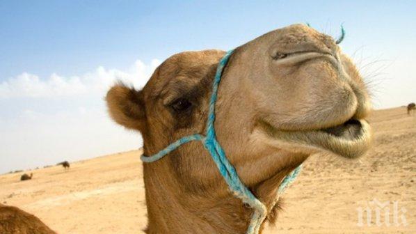 Google монтира камерата си върху камила, за да заснеме кадри за Street View в пустиня