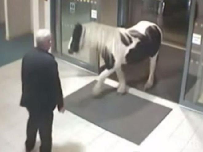 Пони-беглец реши да се предаде в полицията (видео)