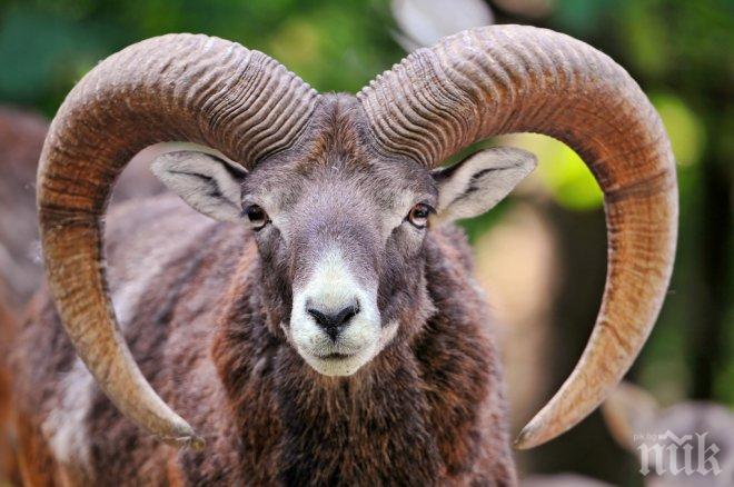 Търсят убиеца на животни в зоопарка в Хасково