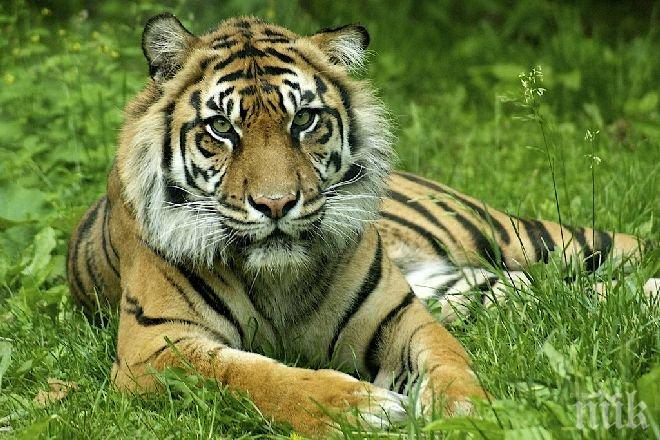 Осиновеният от Путин тигър избяга в Китай
