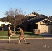 Кенгура се сбиха в Сидни (видео)