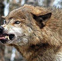 глутница вълци издави овце две кози село конуш