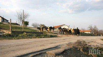 ибрям ахмедов дпс спечели вота кмет село руец