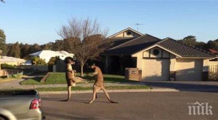 кенгура сбиха сидни видео