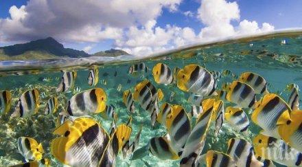 учени рибата тропиците изчезне 2050 година