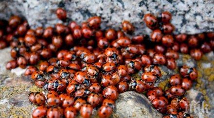 зловещите китайски калинки нападнаха района попово