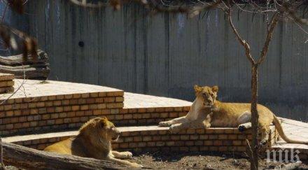 тежък вирус убил животните софийския зоопарк