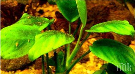 невероятно рядко растение успява излекува рак седмици