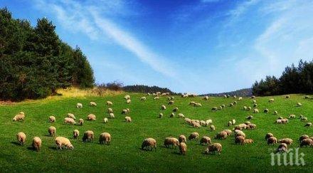 пасището вместо трева растат тръни спре субсидията