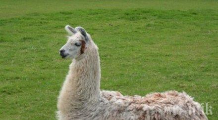 тежък вирус убил животните зоопарка