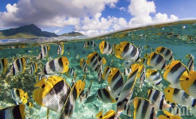 Учени:  Рибата в тропиците ще изчезне до 2050 година  