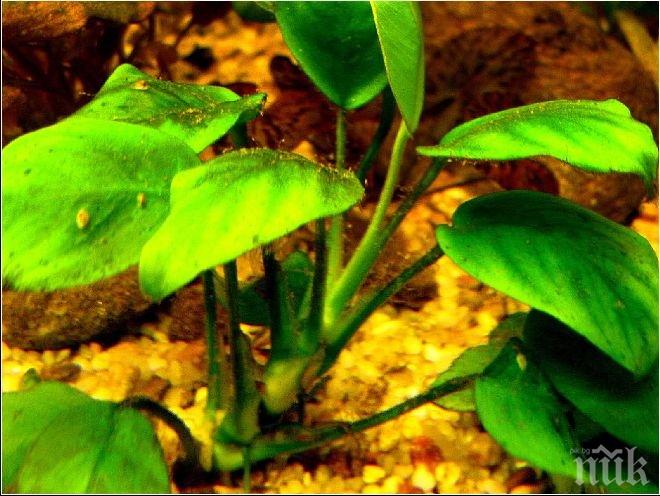 Невероятно! Рядко растение успява да излекува рак за 2 седмици