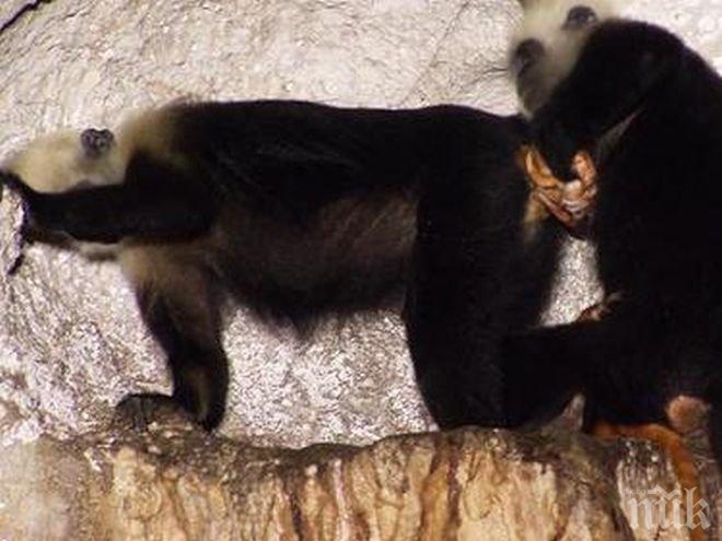 Брутален кадър хвана маймуна да се изявява като акушерка
