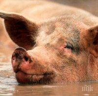 Дават 5 млн. лева за хуманно отношение към свине и птици