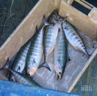 Шок! Паламудът в Царево и Ахтопол изчезна