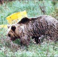 Мечка нападна пчелни кошери в Пернишко