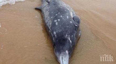 рядък кит клюн изплува брега австралия видео