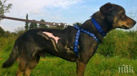 щастлива развръзка подпаленото куче любчо заживя втори живот германия видео