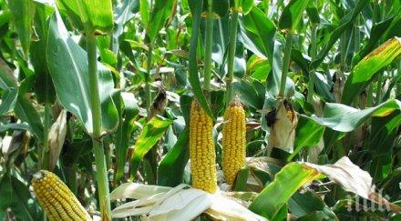 мистериозно пребиха дядо царевична нива твърди простреляли