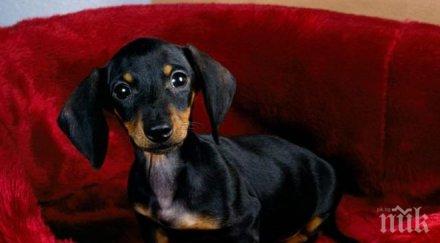 тровят домашните кучета радомир