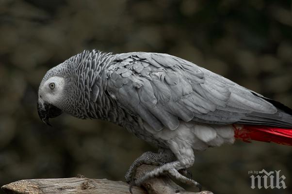 Папагалка страда от криза на идентичността, мисли се за кокошка (видео)
