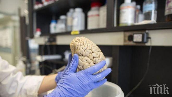 За пръв път! Учени отгледаха Алцхаймер в лаборатория