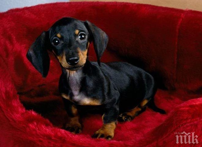 Тровят домашните кучета в Радомир