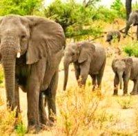 Учени: Слоновете са добри метеоролози