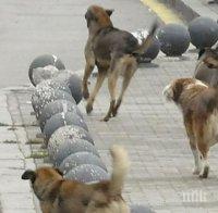 Ужас! Кучета нападнаха съпругата на лидер на Ужас! Кучета нападнаха съпругата на лидер на