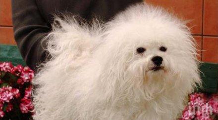 стресирана болонка прати съдия изпълнител дома кърджалиец