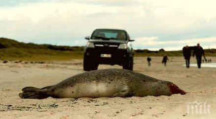 180 тюлена измряха мистериозно германия