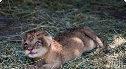 пускат търг малки лъвчета зоопарка