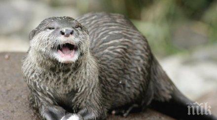 кола прегази защитен вид видра